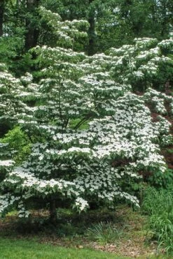 White Kousa Chinese Dogwood - Cornus Kousa - 2 Gallon Pot -Wilson Bros Gardens Dogwood Chinese White 12