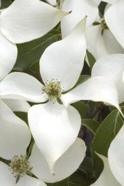 White Kousa Chinese Dogwood - Cornus Kousa - 2 Gallon Pot -Wilson Bros Gardens Dogwood Chinese White 15 1