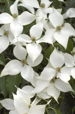 White Kousa Chinese Dogwood (Multi-Trunk) - 7 Gallon Pot (3-4') 12 White Kousa Chinese Dogwood (Multi-Trunk) - 7 Gallon Pot (3-4') -Wilson Bros Gardens Dogwood Chinese White 16