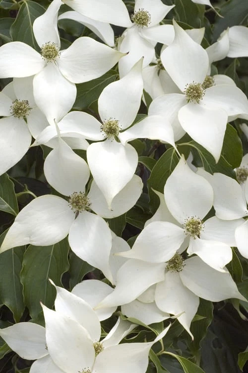 White Kousa Chinese Dogwood (Multi-Trunk) - 7 Gallon Pot (3-4') 6 White Kousa Chinese Dogwood (Multi-Trunk) - 7 Gallon Pot (3-4') - Image 4