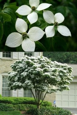 White Kousa Chinese Dogwood - Cornus Kousa - 2 Gallon Pot -Wilson Bros Gardens Dogwood Chinese White 2 500x750 1