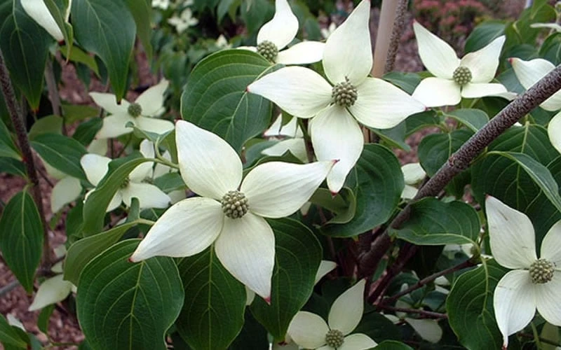 White Kousa Chinese Dogwood (Multi-Trunk) - 7 Gallon Pot (3-4') 9 White Kousa Chinese Dogwood (Multi-Trunk) - 7 Gallon Pot (3-4') - Image 7
