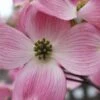 Pink Dogwood Tree (Cornus Florida 'Rubra) - 2 Gallon Pot -Wilson Bros Gardens Dogwood Pink 10