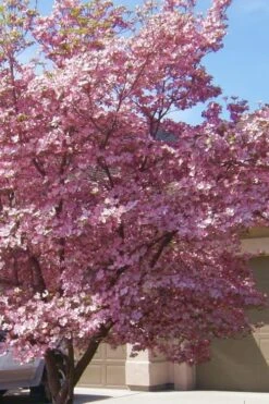 Pink Dogwood Tree (Cornus Florida 'Rubra) - 2 Gallon Pot -Wilson Bros Gardens Dogwood Pink 13
