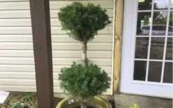 Poodle Tier Dwarf Alberta Spruce Topiary - 2 Gallon Pot -Wilson Bros Gardens Dwarf Alberta Spruce Poodle Tier 2