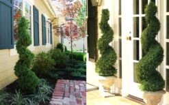 Spiral Dwarf Alberta Spruce Topiary - 3 Gallon Pot 9 Spiral Dwarf Alberta Spruce Topiary - 3 Gallon Pot -Wilson Bros Gardens Dwarf Alberta Spruce Spiral 1