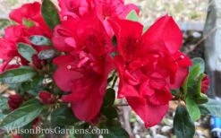 Autumn Fire Encore Azalea - 1 Gallon Pot -Wilson Bros Gardens Encore Azalea Autumn Fire 10