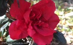 Autumn Fire Encore Azalea - 1 Gallon Pot -Wilson Bros Gardens Encore Azalea Autumn Fire WB