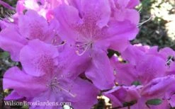 Autumn Lilac Encore Azalea - 1 Gallon Pot -Wilson Bros Gardens Encore Azalea Autumn Lilac 7