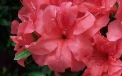 Autumn Princess Encore Azalea - 1 Gallon Pot -Wilson Bros Gardens Encore Azalea Autumn Princess