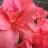 Autumn Princess Encore Azalea - 1 Gallon Pot -Wilson Bros Gardens Encore Azalea Autumn Princess 500x750 1