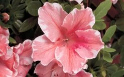 Autumn Sunburst Encore Azalea - 6 Pack Of 1 Gallon Pots 9 Autumn Sunburst Encore Azalea - 6 Pack Of 1 Gallon Pots -Wilson Bros Gardens Encore Azalea Autumn Sunburst 5