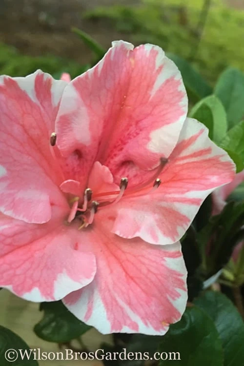 Autumn Sunburst Encore Azalea - 6 Pack Of 1 Gallon Pots 3 Autumn Sunburst Encore Azalea - 6 Pack Of 1 Gallon Pots