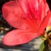 Autumn Sunset Encore Azalea - 1 Gallon Pot -Wilson Bros Gardens Encore Azalea Autumn Sunset 2 500x750 1