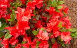 Autumn Sunset Encore Azalea - 1 Gallon Pot -Wilson Bros Gardens Encore Azalea Autumn Sunset 5