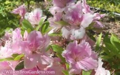 Autumn Sweetheart Encore Azalea - 1 Gallon Pot -Wilson Bros Gardens Encore Azalea Autumn Sweetheart 51