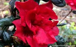 Autumn Fire Encore Azalea - 1 Gallon Pot -Wilson Bros Gardens Encore Azalea Fire