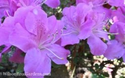 Autumn Lilac Encore Azalea - 1 Gallon Pot -Wilson Bros Gardens Encore Azalea Lilac 8