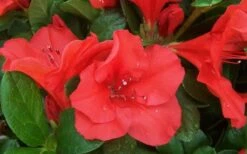 Autumn Sunset Encore Azalea - 1 Gallon Pot -Wilson Bros Gardens Encore Azalea Sunset 1