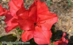 Autumn Sunset Encore Azalea - 1 Gallon Pot -Wilson Bros Gardens Encore Azalea Sunset 5