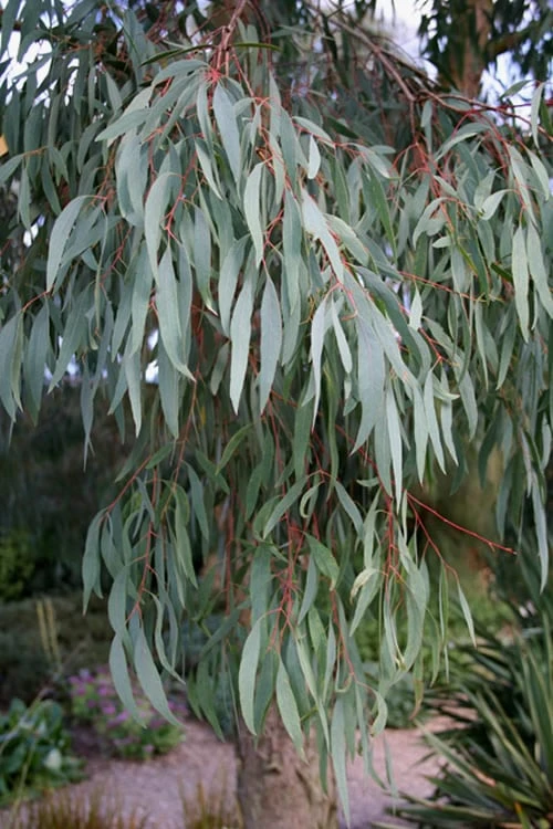 Angus Cold Hardy Eucalyptus Tree (Eucalyptus Nicholii) - 6 Pack Of 1 Gallon Pots 10 Angus Cold Hardy Eucalyptus Tree (Eucalyptus Nicholii) - 6 Pack Of 1 Gallon Pots - Image 8