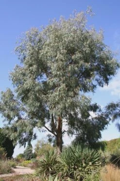 Angus Cold Hardy Eucalyptus Tree (Eucalyptus Nicholii) - 1 Gallon Pot 16 Angus Cold Hardy Eucalyptus Tree (Eucalyptus Nicholii) - 1 Gallon Pot -Wilson Bros Gardens Eucalyptus Angus 16 4
