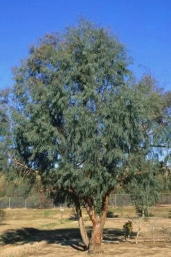 Angus Cold Hardy Eucalyptus Tree (Eucalyptus Nicholii) - 1 Gallon Pot 13 Angus Cold Hardy Eucalyptus Tree (Eucalyptus Nicholii) - 1 Gallon Pot -Wilson Bros Gardens Eucalyptus Angus 17 4