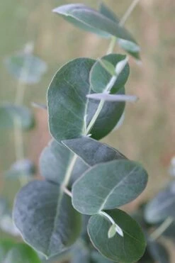 Big O Cold Hardy Eucalyptus Tree (Eucalyptus Neglecta) - 2 Gallon Pot -Wilson Bros Gardens Eucalyptus Big O 3 500x750 3