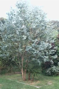 Big O Cold Hardy Eucalyptus Tree (Eucalyptus Neglecta) - 2 Gallon Pot -Wilson Bros Gardens Eucalyptus Big O 5 500x750 3