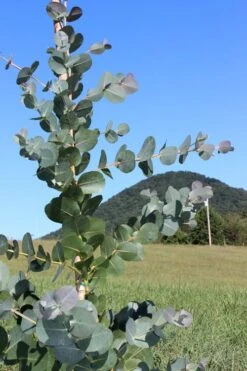 Big O Cold Hardy Eucalyptus Tree (Eucalyptus Neglecta) - 5 Gallon Pot (5-6') -Wilson Bros Gardens Eucalyptus Big O Cold 2 500x750 4