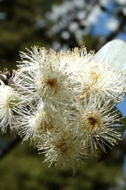 Bluey Cold Hardy Eucalyptus Tree (Eucalyptus Pulverulenta) - Quart Pot -Wilson Bros Gardens Eucalyptus Bluey 6 1