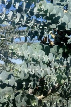 Bluey Cold Hardy Eucalyptus Tree (Eucalyptus Pulverulenta) - 6 Pack Of 1 Gallon Pots -Wilson Bros Gardens Eucalyptus Bluey 8 3