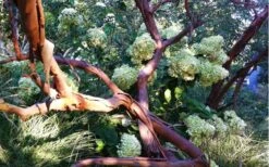 Funky Monkey Cold Hardy Eucalyptus Tree (Eucalyptus Parvula) - 1 Gallon Pot -Wilson Bros Gardens Eucalyptus Funky Monkey Branches 1