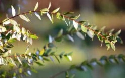 Funky Monkey Cold Hardy Eucalyptus Tree (Eucalyptus Parvula) - 3 Quart Pot -Wilson Bros Gardens Eucalyptus Funky Monkey Leaves 4