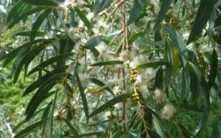 Funky Monkey Cold Hardy Eucalyptus Tree (Eucalyptus Parvula) - 2 Gallon Pot -Wilson Bros Gardens Eucalyptus Funky Monkey Leaves Mature 3