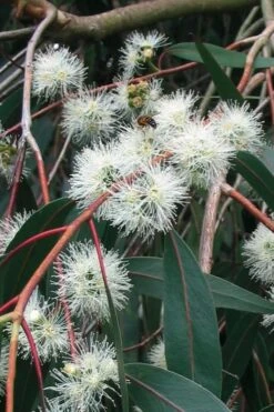 Jersey Girl Cold Hardy Eucalyptus Tree (Eucalyptus Macarthurii) - 3 Gallon Pot -Wilson Bros Gardens Eucalyptus Jersey Girl 1 1