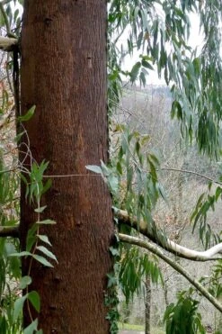 Jersey Girl Cold Hardy Eucalyptus Tree (Eucalyptus Macarthurii) - 3 Gallon Pot -Wilson Bros Gardens Eucalyptus Jersey Girl 2 1