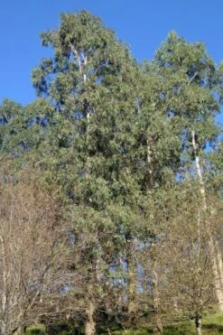 Jersey Girl Cold Hardy Eucalyptus Tree (Eucalyptus Macarthurii) - 6 Pack Of 1 Gallon Pots -Wilson Bros Gardens Eucalyptus Jersey Girl 3