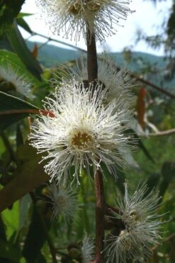 Jersey Girl Cold Hardy Eucalyptus Tree (Eucalyptus Macarthurii) - 3 Gallon Pot -Wilson Bros Gardens Eucalyptus Jersey Girl 4 1