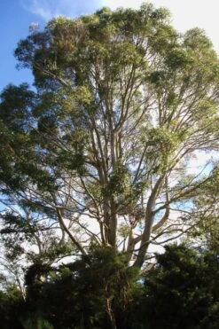 Jersey Girl Cold Hardy Eucalyptus Tree (Eucalyptus Macarthurii) - 6 Pack Of 1 Gallon Pots -Wilson Bros Gardens Eucalyptus Jersey Girl 6