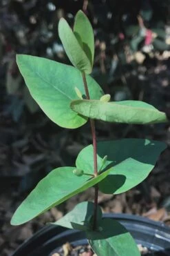 Jersey Girl Cold Hardy Eucalyptus Tree (Eucalyptus Macarthurii) - 3 Gallon Pot -Wilson Bros Gardens Eucalyptus Jersey Girl 7 1