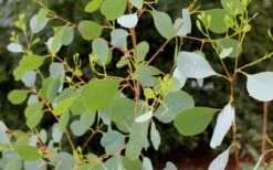 Lucky Country Cold Hardy Eucalyptus Tree (Eucalyptus Camphora) - 3 Gallon Pot 12 Lucky Country Cold Hardy Eucalyptus Tree (Eucalyptus Camphora) - 3 Gallon Pot -Wilson Bros Gardens Eucalyptus Lucky Country 1 3