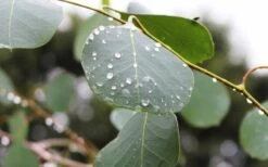 Lucky Country Cold Hardy Eucalyptus Tree (Eucalyptus Camphora) - 3 Gallon Pot 13 Lucky Country Cold Hardy Eucalyptus Tree (Eucalyptus Camphora) - 3 Gallon Pot -Wilson Bros Gardens Eucalyptus Lucky Country 2 3