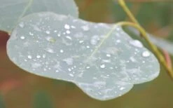 Lucky Country Cold Hardy Eucalyptus Tree (Eucalyptus Camphora) - 1 Gallon Pot -Wilson Bros Gardens Eucalyptus Lucky Country 3