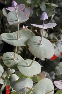 Luna Cold Hardy Eucalyptus Tree (Eucalyptus Perriniana) - 2 Gallon Pot -Wilson Bros Gardens Eucalyptus Luna 13 2