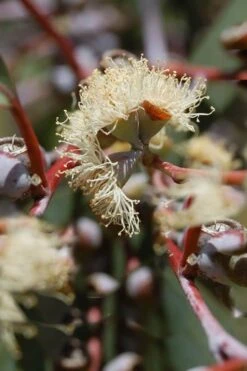 Luna Cold Hardy Eucalyptus Tree (Eucalyptus Perriniana) - 3 Gallon Pot 11 Luna Cold Hardy Eucalyptus Tree (Eucalyptus Perriniana) - 3 Gallon Pot -Wilson Bros Gardens Eucalyptus Luna 6 3