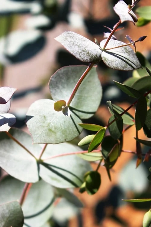 Maggie Cold Hardy Eucalyptus Tree (Eucalyptus Nova Anglica) - 1 Gallon Pot 8 Maggie Cold Hardy Eucalyptus Tree (Eucalyptus Nova Anglica) - 1 Gallon Pot - Image 6