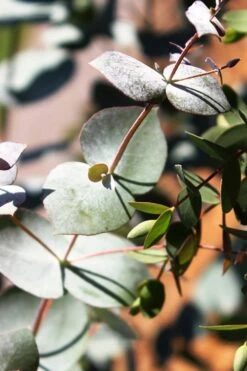 Maggie Cold Hardy Eucalyptus Tree (Eucalyptus Nova Anglica) - 3 Gallon Pot -Wilson Bros Gardens Eucalyptus Maggie 10