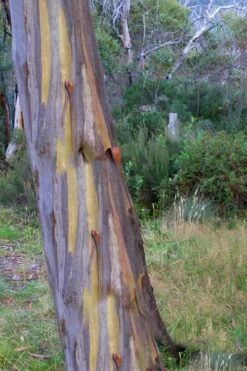 Sheila Cold Hardy Eucalyptus Tree (Eucalyptus Stellulata) - 1 Gallon Pot -Wilson Bros Gardens Eucalyptus Sheila 10 3
