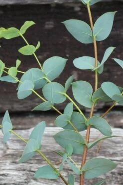 Sheila Cold Hardy Eucalyptus Tree (Eucalyptus Stellulata) - 1 Gallon Pot -Wilson Bros Gardens Eucalyptus Sheila 2 3